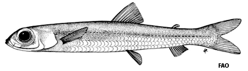 Nansenia oblita_01.jpg